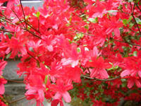 能登のキリシマツツジ